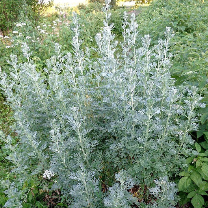 Artemisia absinthium ~ Wormwood-ServeScape