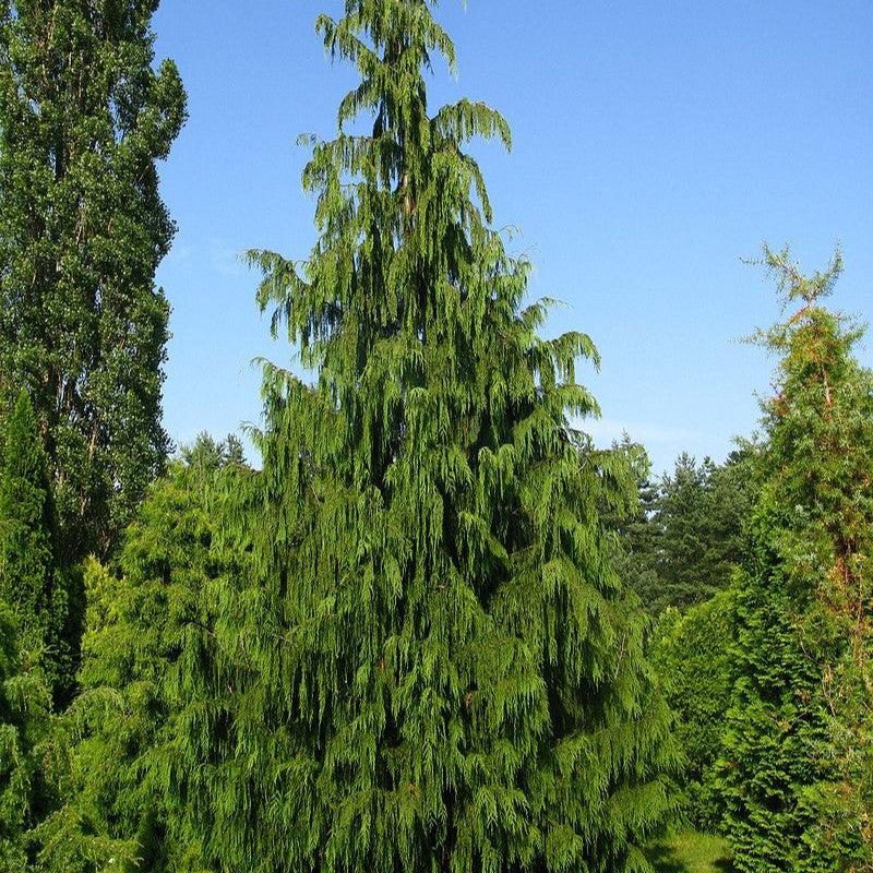 Weeping Alaska Cedar - Chamaecyparis nootkatensis 'Pendula' – ServeScape