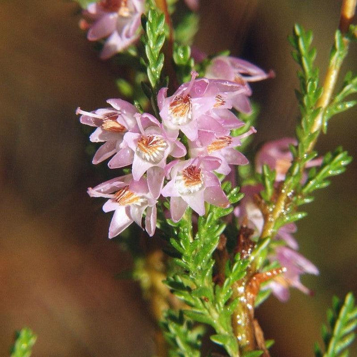 Calluna vulgaris ~ Scotch Heather-ServeScape