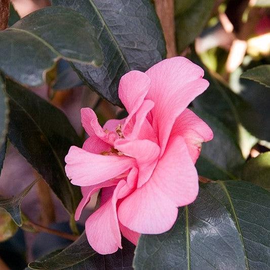 Camellia japonica 'Spring Awakening' ~ Spring Awakening Camellia-ServeScape