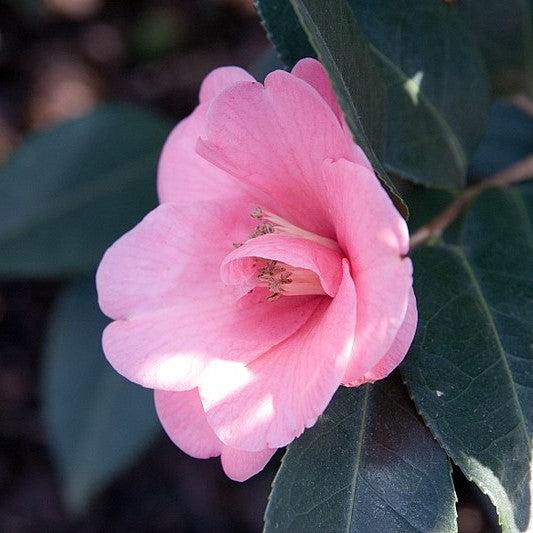 Camellia japonica 'Spring Awakening' ~ Spring Awakening Camellia-ServeScape