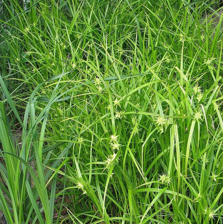 Carex grayi ~ Gray's Sedge-ServeScape