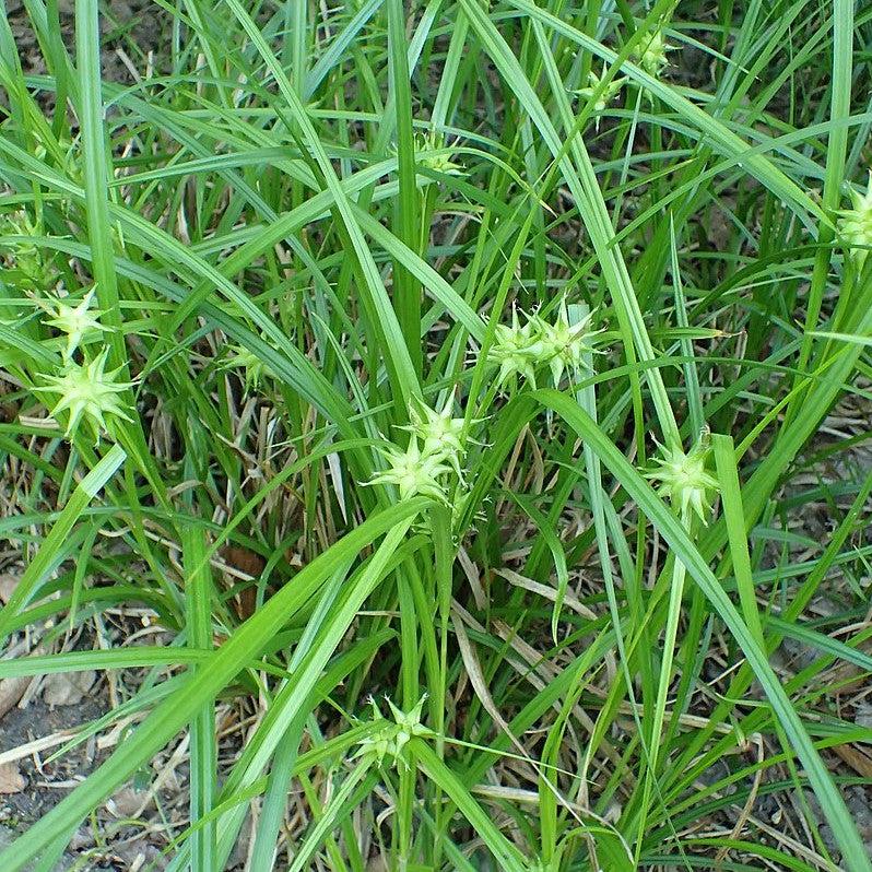 Carex grayi ~ Gray's Sedge-ServeScape