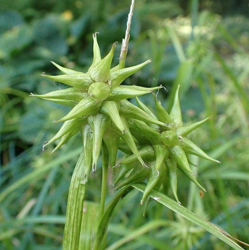 Carex grayi ~ Gray's Sedge-ServeScape