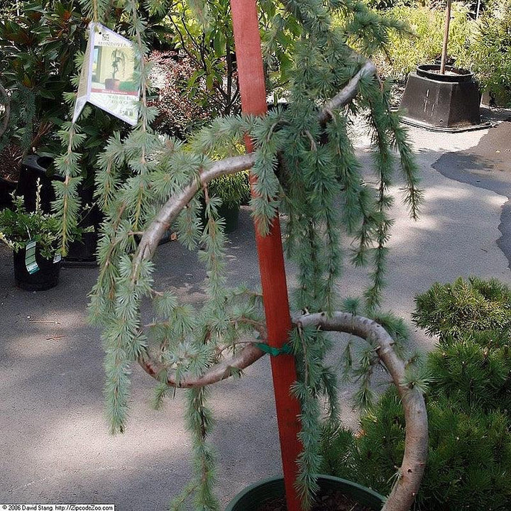 Cedrus atlantica 'Glauca Pendula' ~ Weeping Blue Atlas Cedar-ServeScape