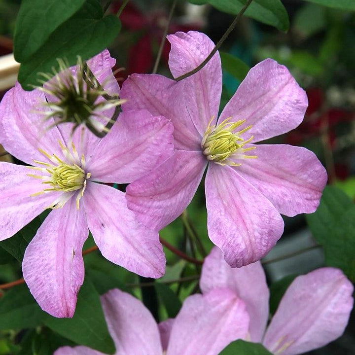 Clematis 'Comtesse de Bouchaud' ~ Comtesse de Bouchaud Clematis-ServeScape