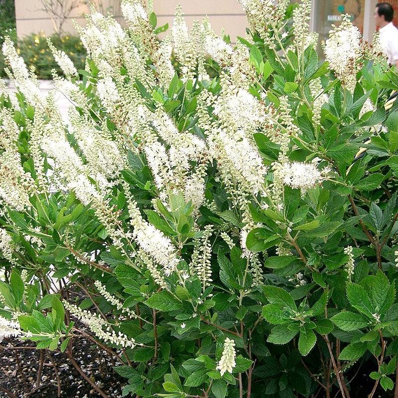 Clethra alnifolia ~ Summersweet-ServeScape