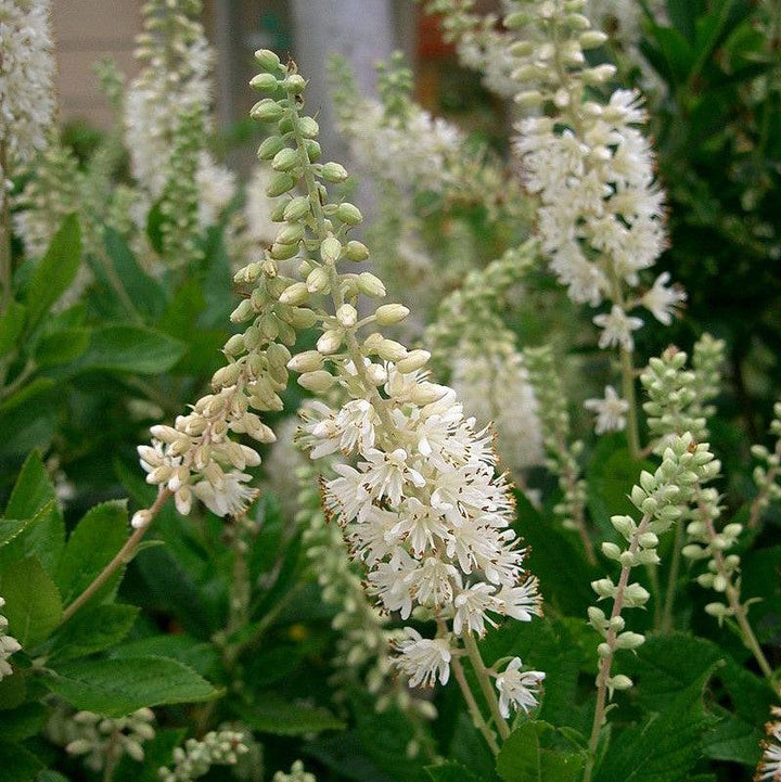 Clethra alnifolia ~ Summersweet-ServeScape