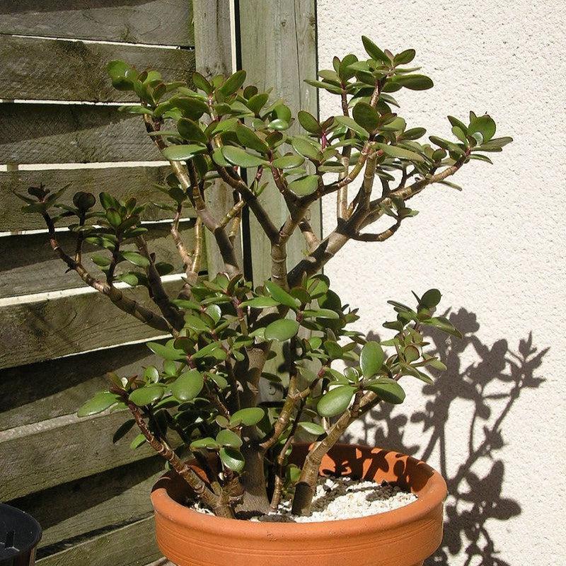 Crassula ovata ~ Jade Plant-ServeScape