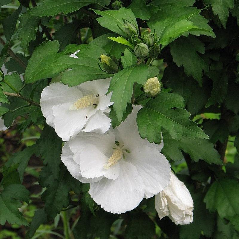 Hibiscus syriacus 'Diana' ~ Diana Hibiscus-ServeScape