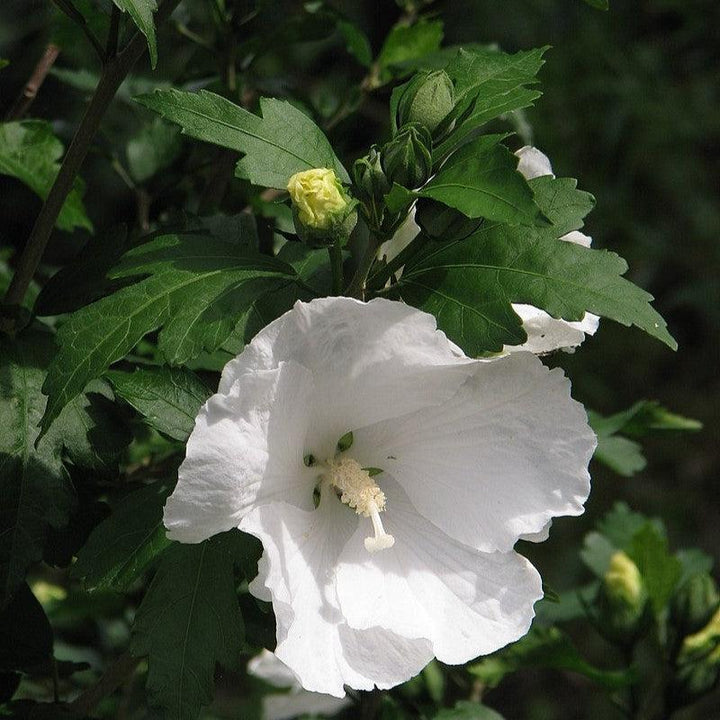 Hibiscus syriacus 'Diana' ~ Diana Hibiscus-ServeScape