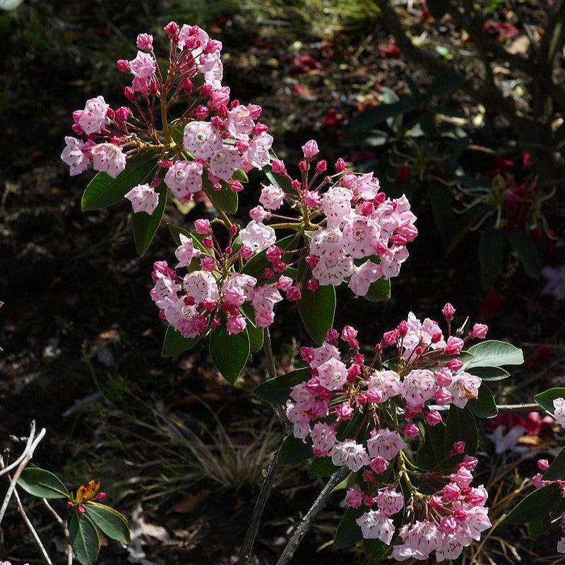 Kalmia latifolia ~ Mountain Laurel-ServeScape