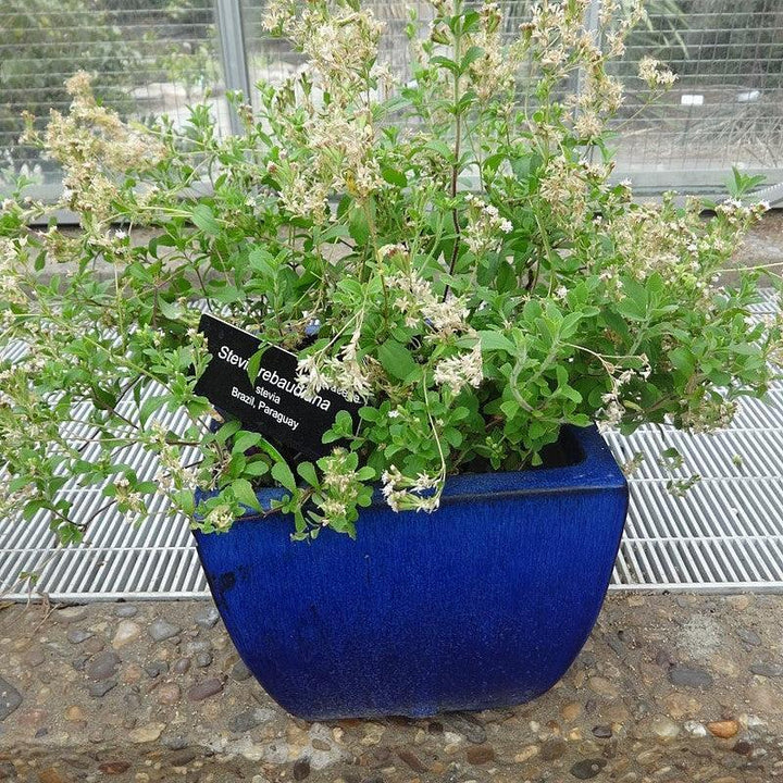 Stevia rebaudiana ~ Sugarleaf Stevia-ServeScape