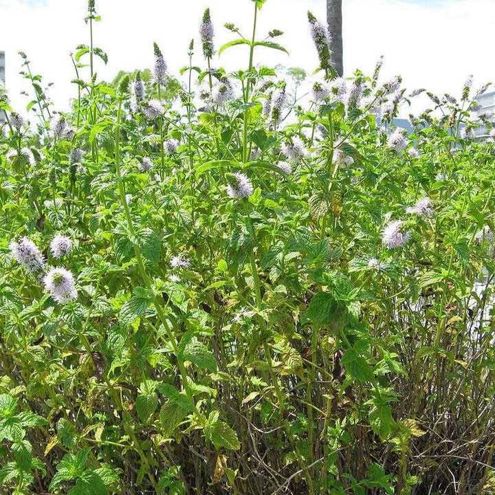 Mentha spicata ~ Spearmint-ServeScape