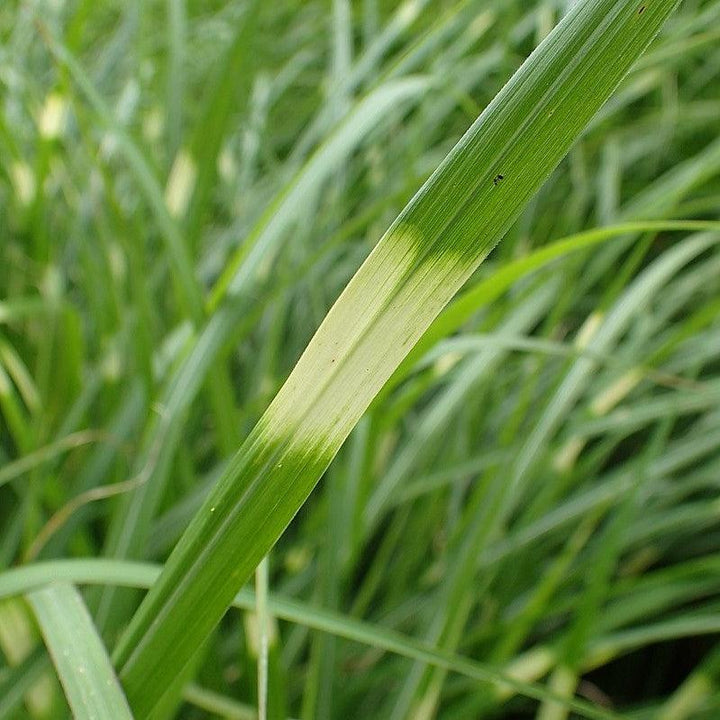 Miscanthus sinensis 'Zebrinus' ~ Zebra Grass-ServeScape