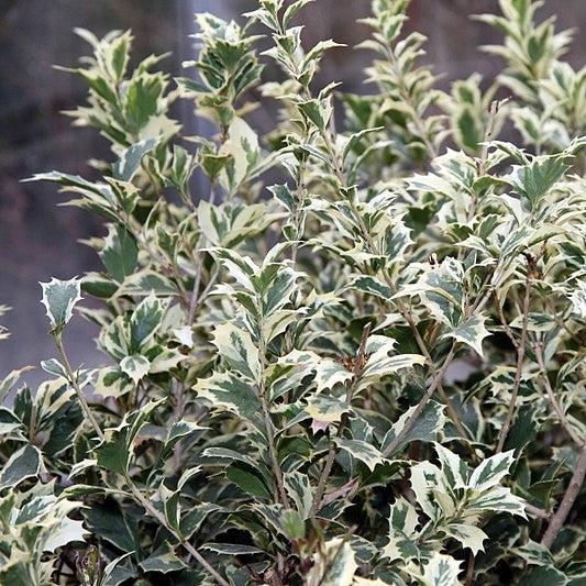 Osmanthus heterophyllus 'Variegatus' ~ Variegated False Holly-ServeScape