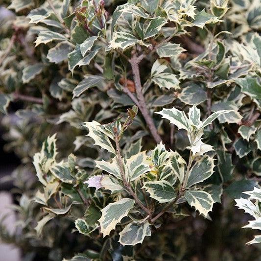 Osmanthus heterophyllus 'Variegatus' ~ Variegated False Holly-ServeScape