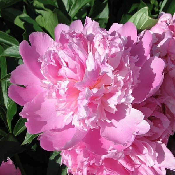 Paeonia lactiflora 'Monsieur Jules Elie' ~ Monsieur Jules Elie Peony-ServeScape