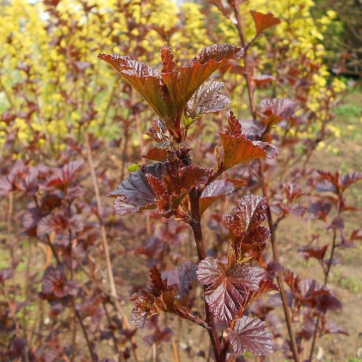 Physocarpus opulifolius 'Monlo' ~ Diablo® Ninebark-ServeScape