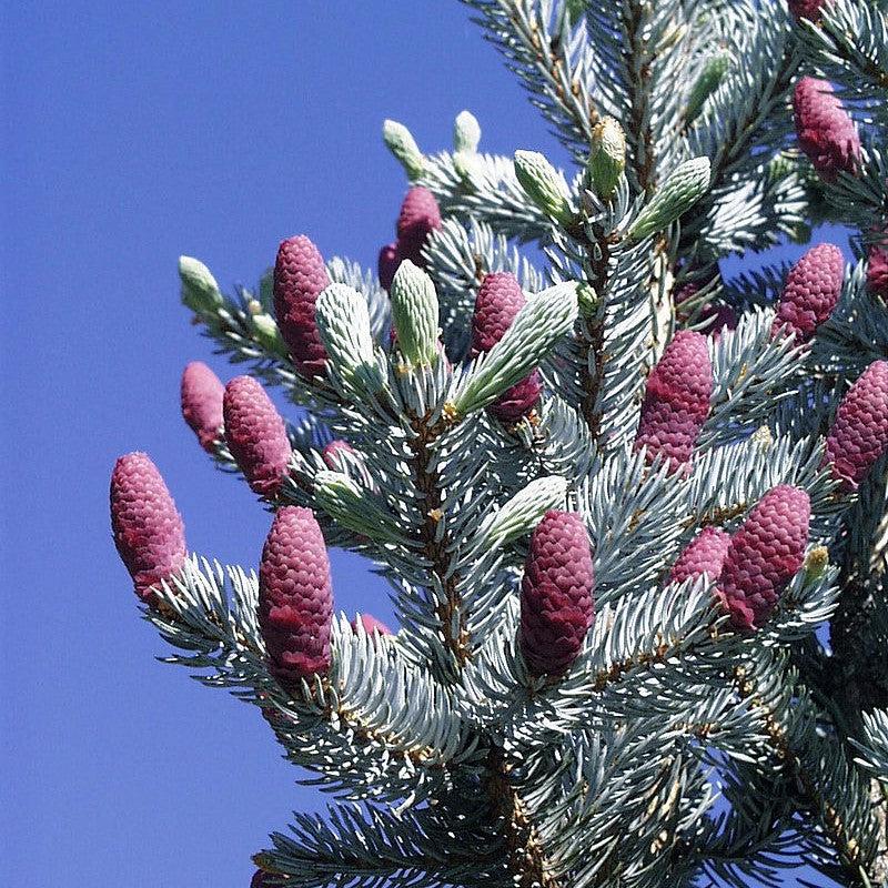 Picea pungens ~ Colorado Blue Spruce-ServeScape