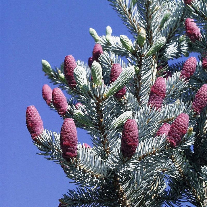 Picea pungens ~ Colorado Blue Spruce-ServeScape
