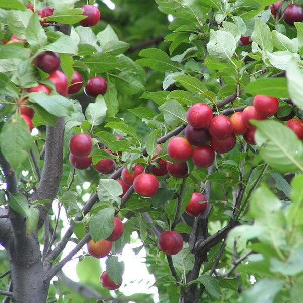 Prunus cerasifera ~ Cherry Plum-ServeScape