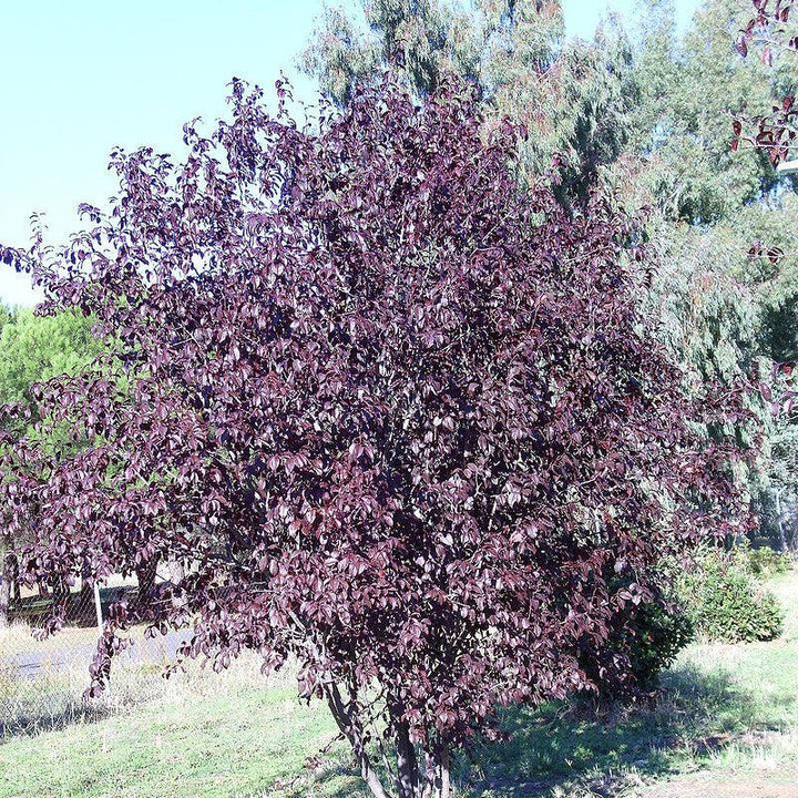 Prunus cerasifera 'Atropurpurea' ~ Purple Leaf Plum-ServeScape