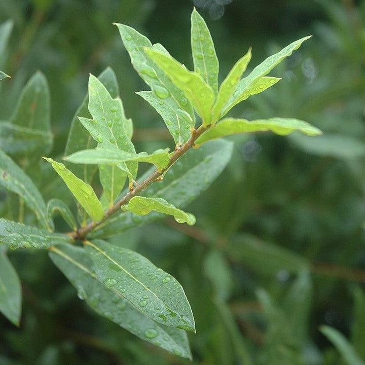 Quercus hemisphaerica ~ Laurel Oak-ServeScape