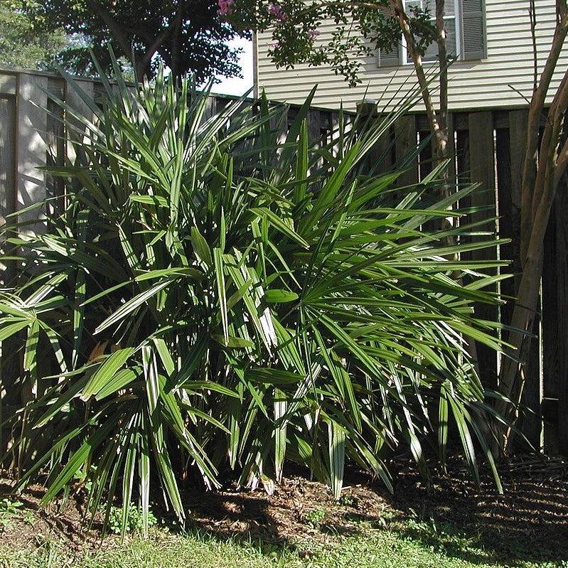 Rhapidophyllum hystrix ~ Needle Palm-ServeScape