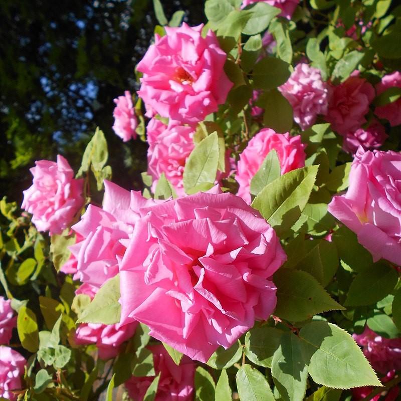 Rosa 'Zéphirine Drouhin' ~ Zéphirine Drouhin Rose-ServeScape