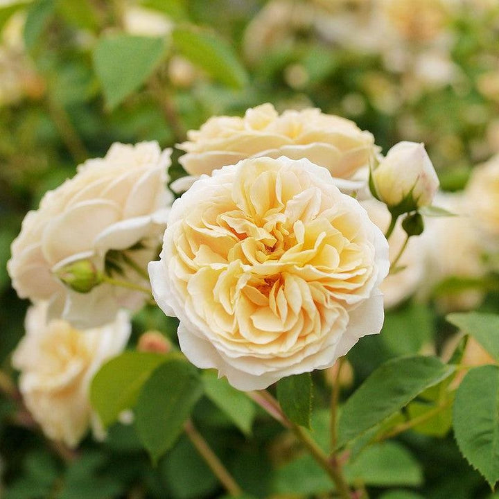 Rosa 'Ausbaker' ~ Teasing Georgia® Rose-ServeScape