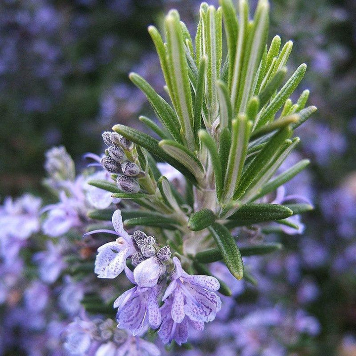 Rosmarinus officinalis ~ Rosemary-ServeScape