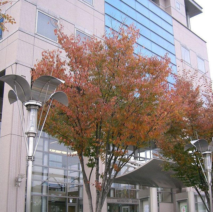 Zelkova serrata ~ Japanese Zelkova-ServeScape