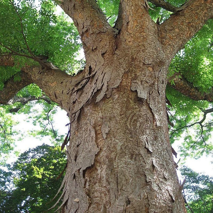 Zelkova serrata ~ Japanese Zelkova-ServeScape