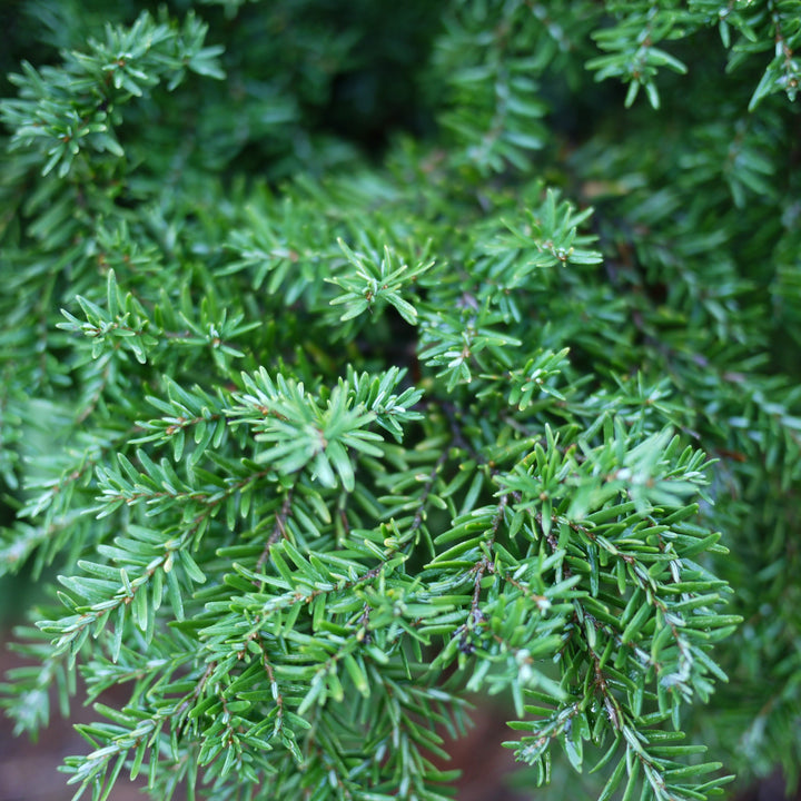 Tsuga canadensis 'Jeddeloh' ~ Jeddeloh Hemlock-ServeScape