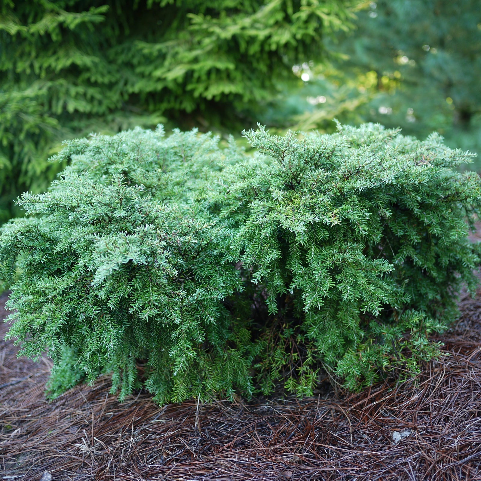 Tsuga canadensis 'Jeddeloh' ~ Jeddeloh Hemlock-ServeScape