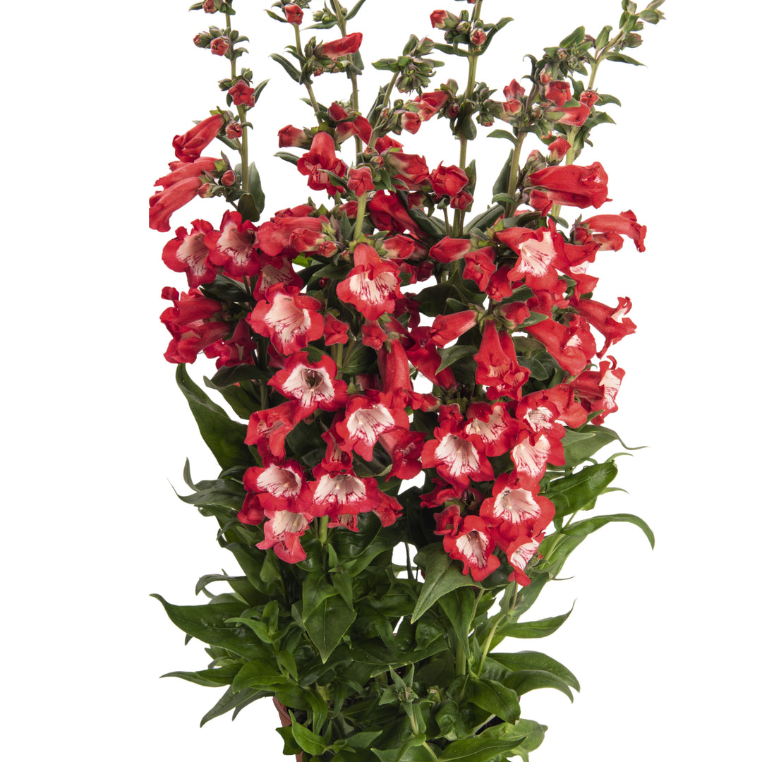 Penstemon hartwegii 'PepTalk Red' ~ PepTalk® Red Beardtongue-ServeScape