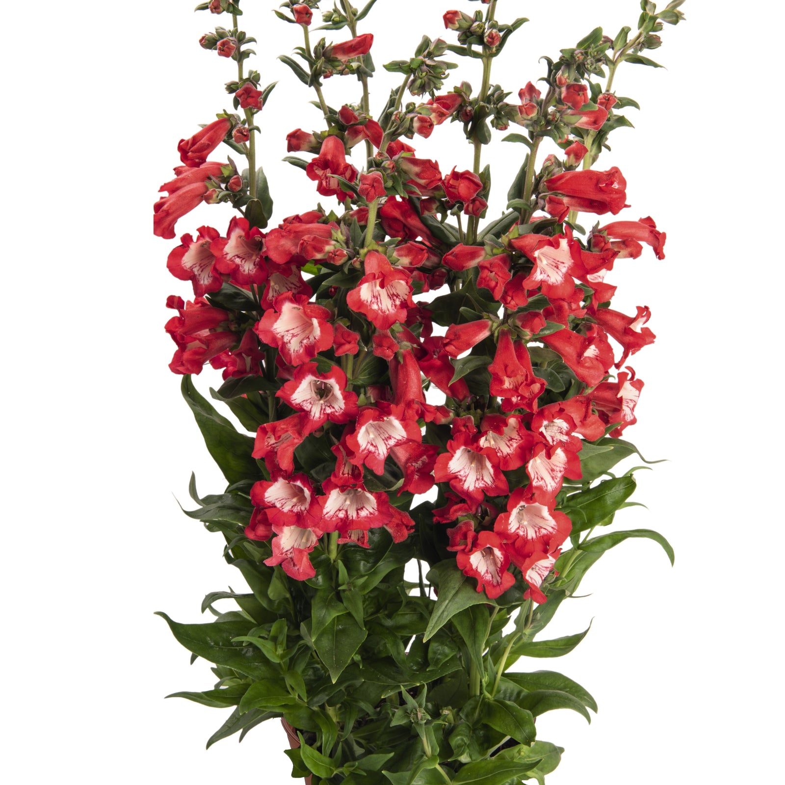 Penstemon hartwegii 'PepTalk Red' ~ PepTalk® Red Beardtongue-ServeScape
