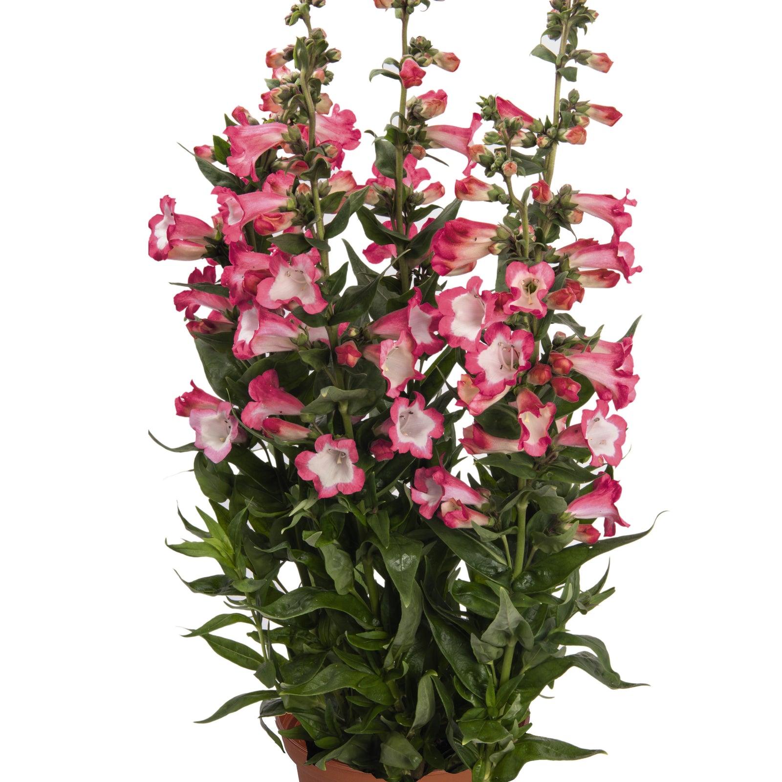Penstemon hartwegii 'PepTalk Hot Pink' ~ PepTalk® Hot Pink Beardtongue-ServeScape