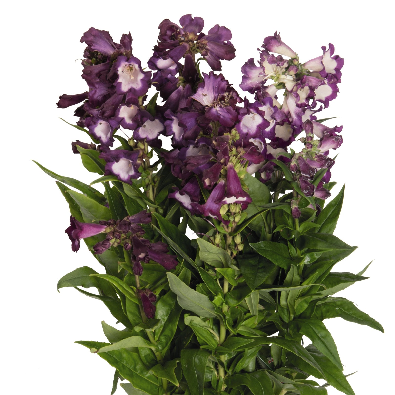 Penstemon hartwegii 'PepTalk Purple' ~ PepTalk® Purple Beardtongue-ServeScape
