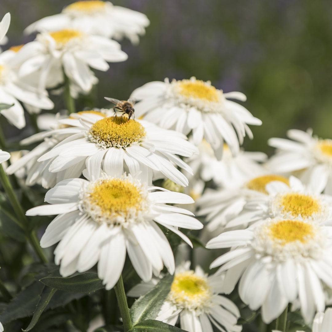 Leucanthemum x superbum 'Sweet Daisy Birdy' ~ Sweet Daisy® Birdy Shasta Daisy-ServeScape