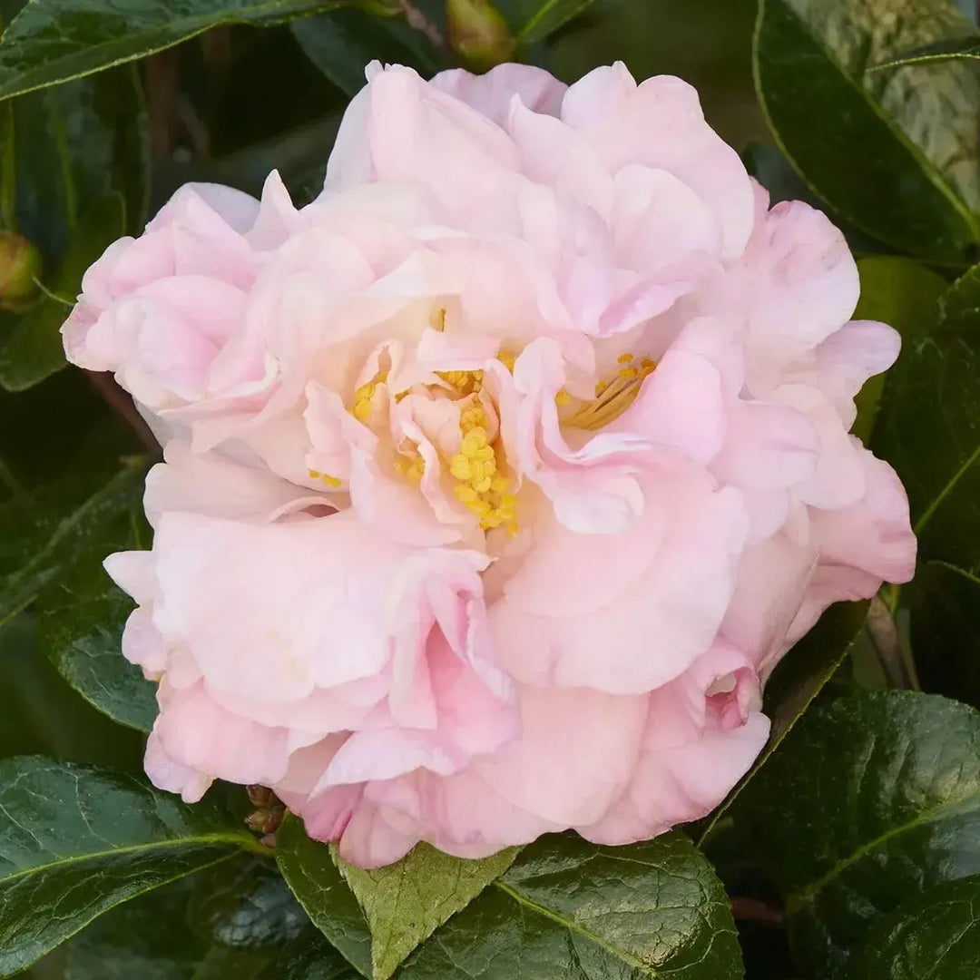 Camellia x 'Jury's Pearl' (C. pitardii x Tomorrow) ~ Monrovia® Jury's Pearl Camellia-ServeScape