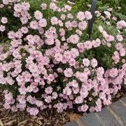 Dendranthema 'Fireworks Igloo' ~ Fireworks Igloo Garden Mum-ServeScape