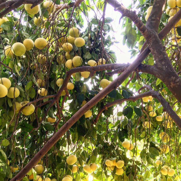 Citrus paradisi 'Oroblanco' ~ Oro Blanco Grapefruit-ServeScape