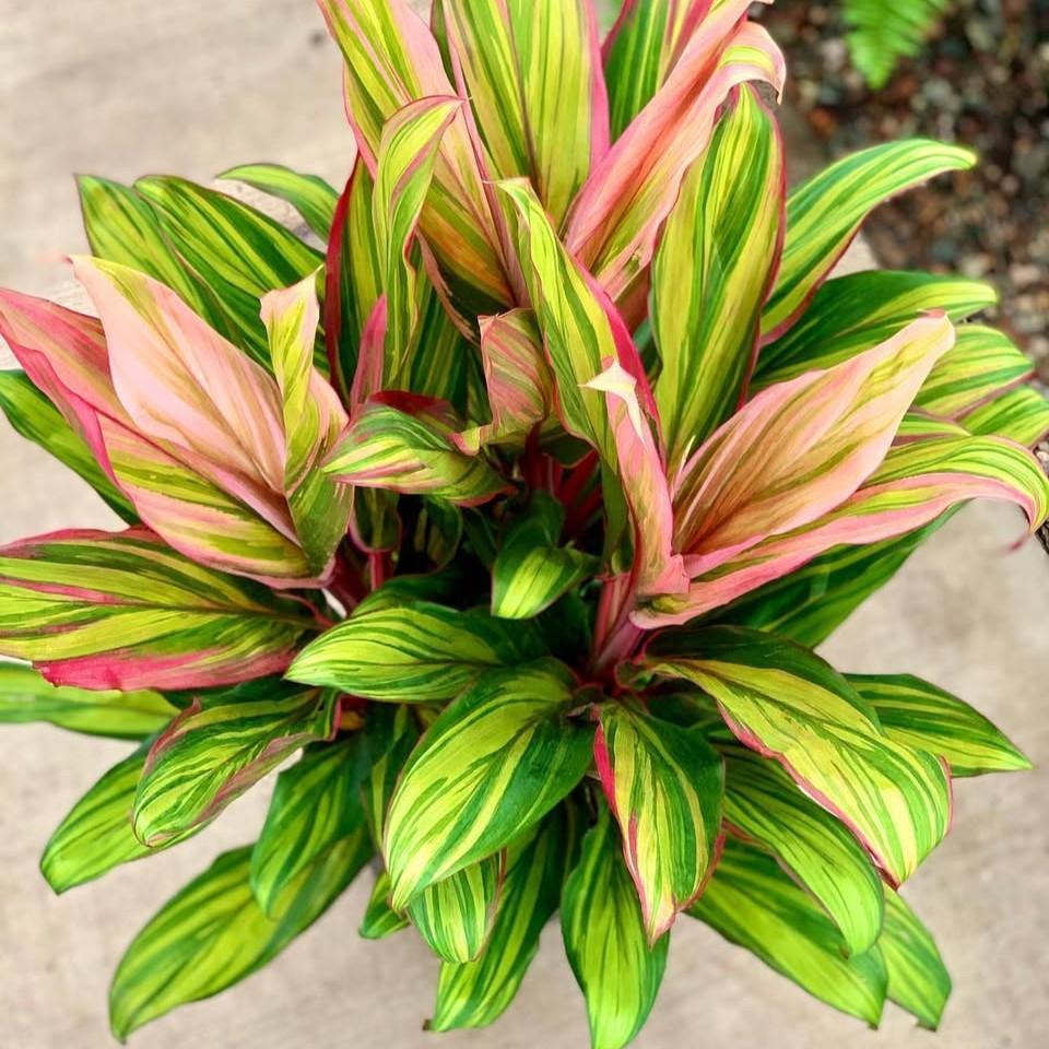 Cordyline fruticosa 'Harlequin' ~ Harlequin Ti Plant-ServeScape