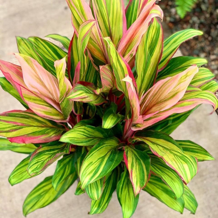 Cordyline fruticosa 'Harlequin' ~ Harlequin Ti Plant-ServeScape