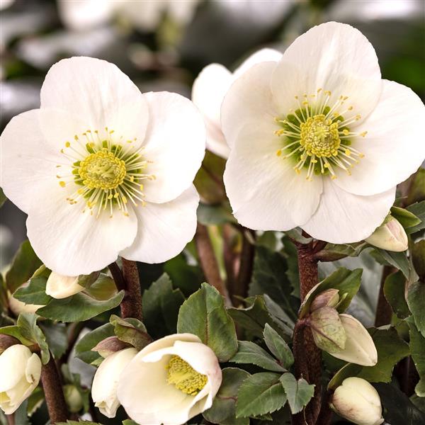 Helleborus x glandorfensis 'Frosty' ~ HGC® Frosty Lenten Rose-ServeScape