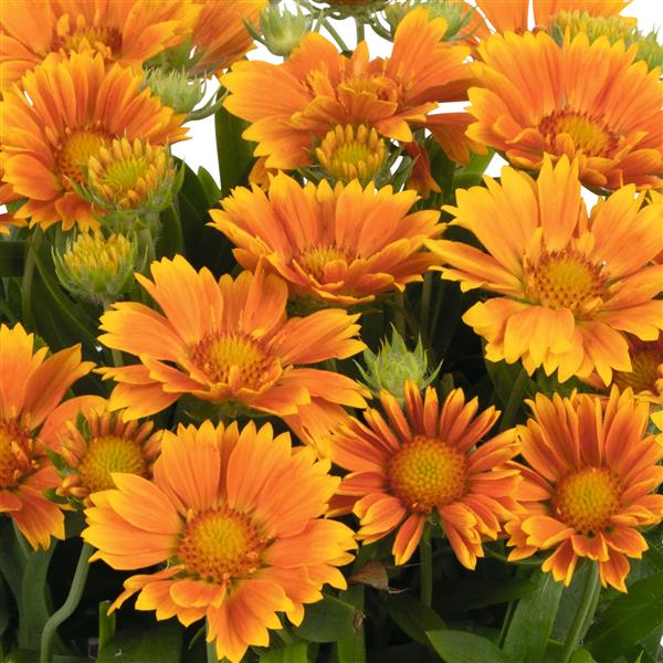 Gaillardia aristata 'SpinTop Mango' ~ Spintop™ Mango Blanket Flower-ServeScape