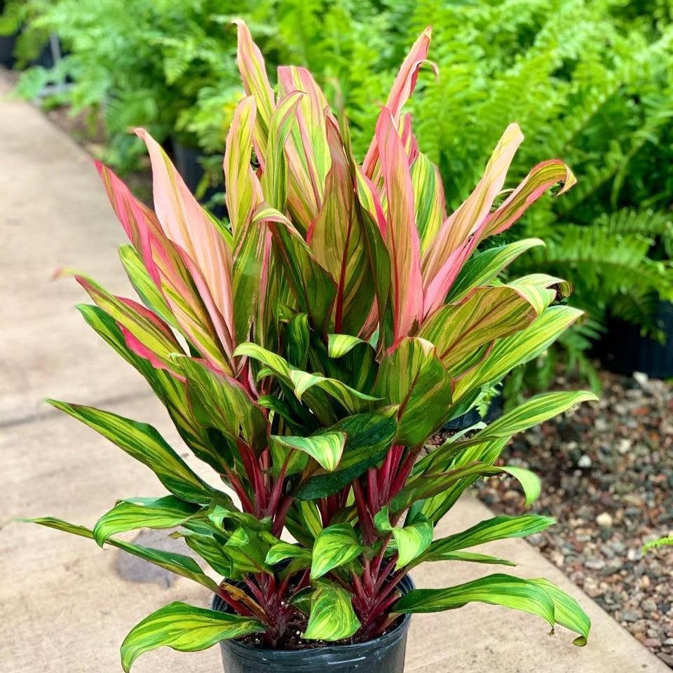 Cordyline fruticosa 'Harlequin' ~ Harlequin Ti Plant-ServeScape