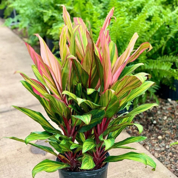 Cordyline fruticosa 'Harlequin' ~ Harlequin Ti Plant-ServeScape